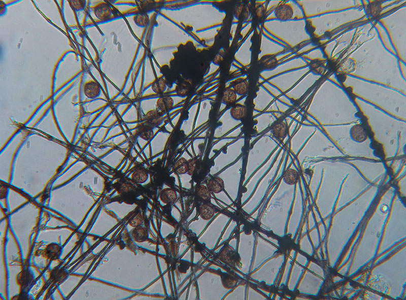 Diderma floriforme ?